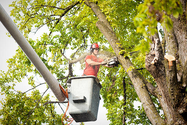 Best Tree Removal Near Me  in Raytown, MO